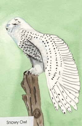 snowy owl